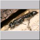 Trypoxylon sp - Grabwespe 01c 9-10mm.jpg